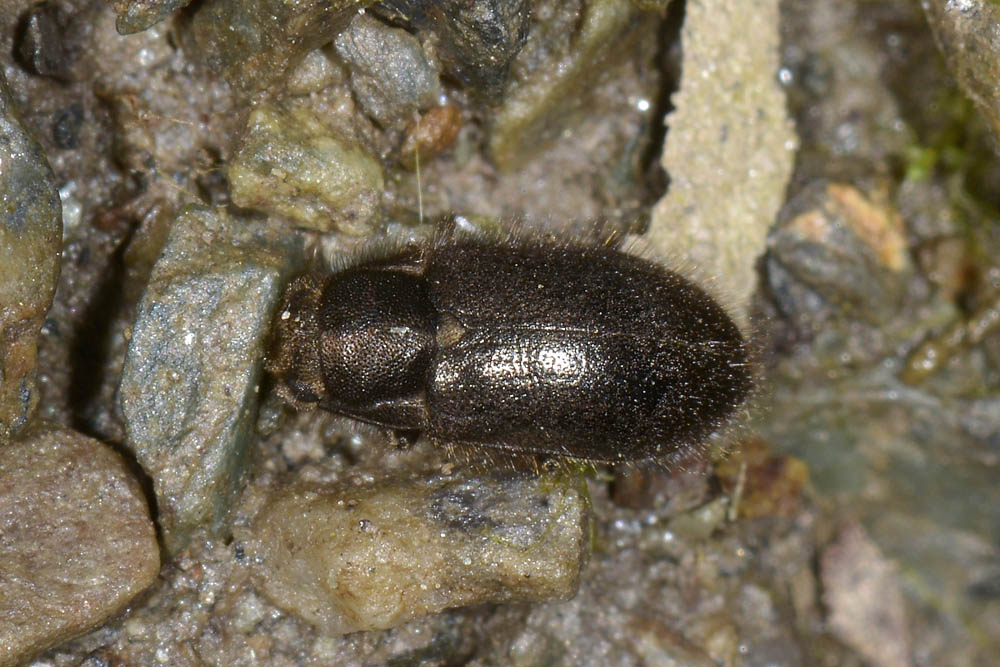 Dryopidae di palude? - Dryops sp.